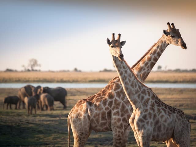 Girafas elefantes Botswana